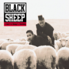 blacksheep