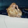 BIA Returns With New Single ‘WE ON GO’ — Listen